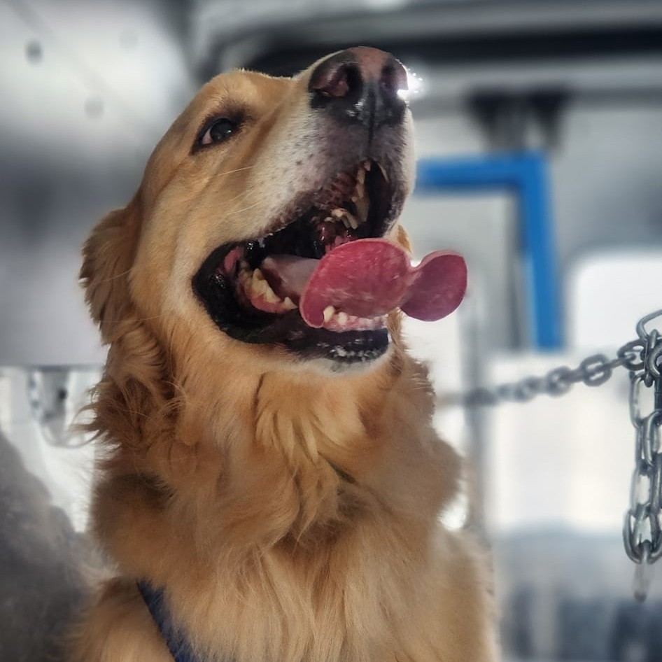 k9-three